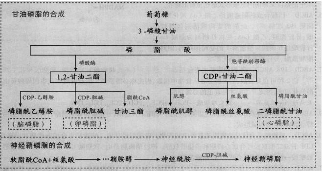 合成心磷脂时需要