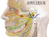 鼻唇沟变浅或消失可能是因为损伤了同侧面神经的a,颞支b,颧支c,颊支d