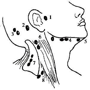 枕淋巴结 c 颌下淋巴结 d 颈前淋巴结 e 颈后淋巴结