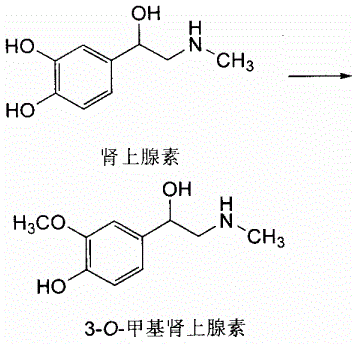 具有儿茶酚胺结构的药物极易被儿茶酚o甲基转移酶comt代谢发生反应