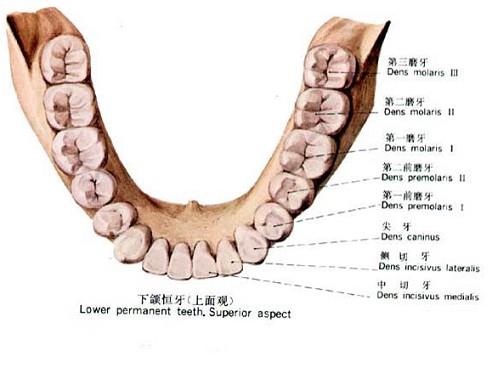 下列哪项是前牙的解剖特征